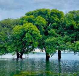 Hakaluki Haor Sylhet