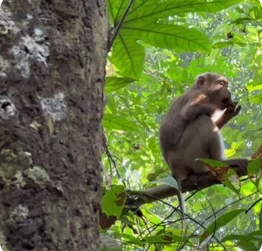 Lawachora National Park Sylhet