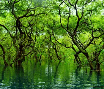 Ratargul Swamp Forest Sylhet