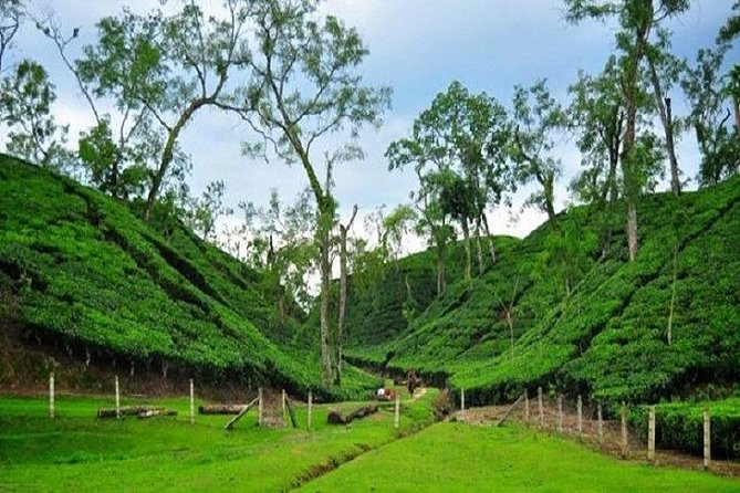 malnichora tea garden